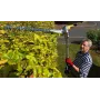 Honda UMC 435 Multifunction Brush Cutter